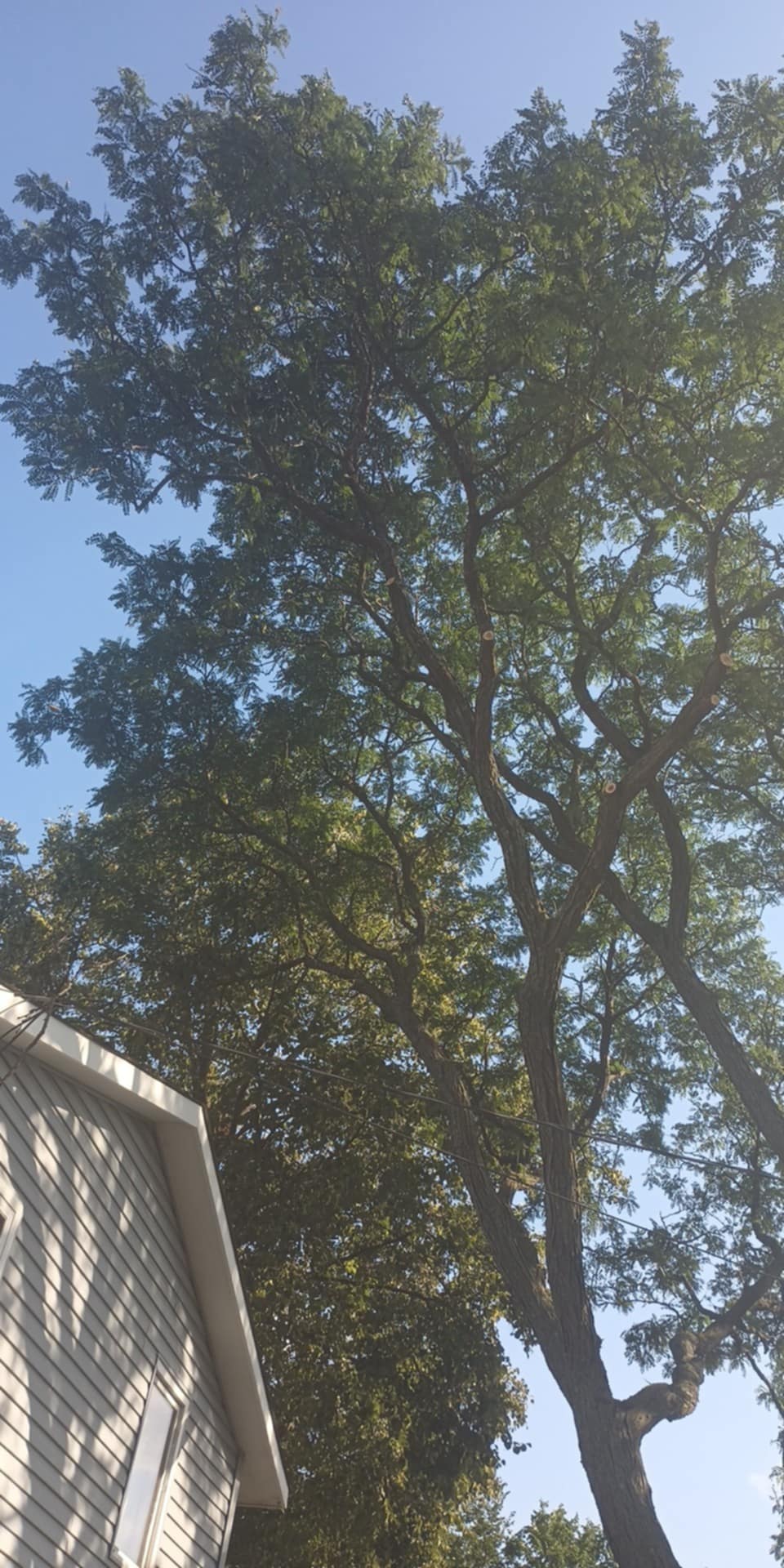 arb